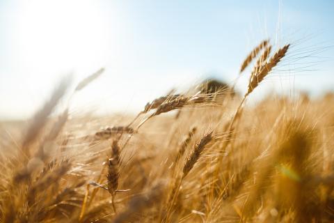 Wheat in a field